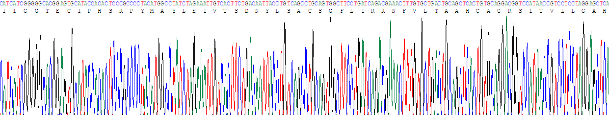 Recombinant Chymase 1, Mast Cell (CMA1)