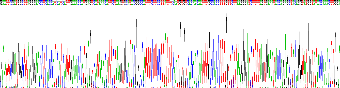 Recombinant Galactosylceramidase (GALC)