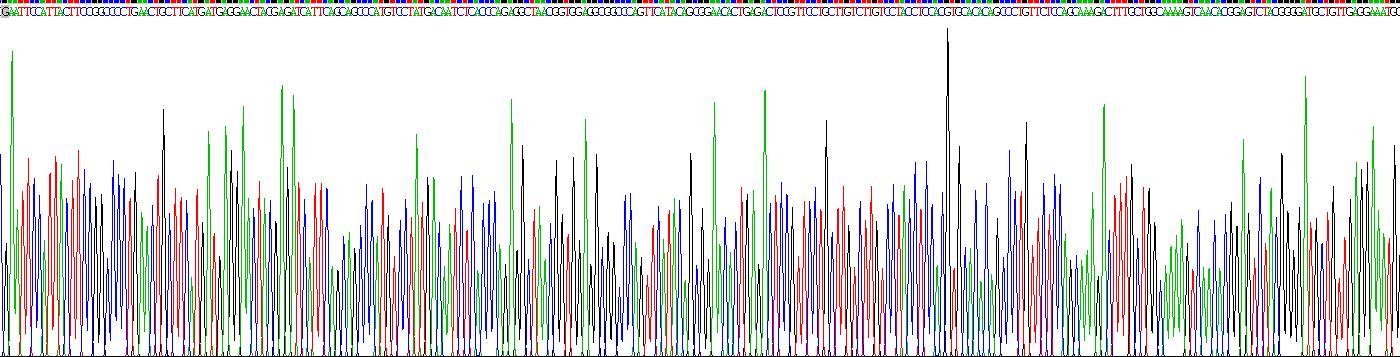 Recombinant Steroid Sulfatase Isozyme S (STS)