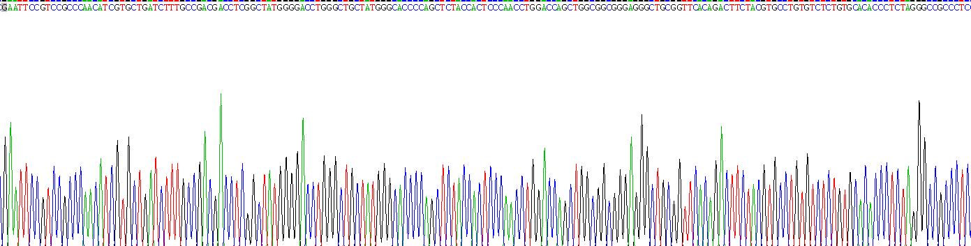 Recombinant Arylsulfatase A (ARSA)