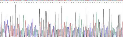 Recombinant Triggering Receptor Expressed On Myeloid Cells 2 (TREM2)