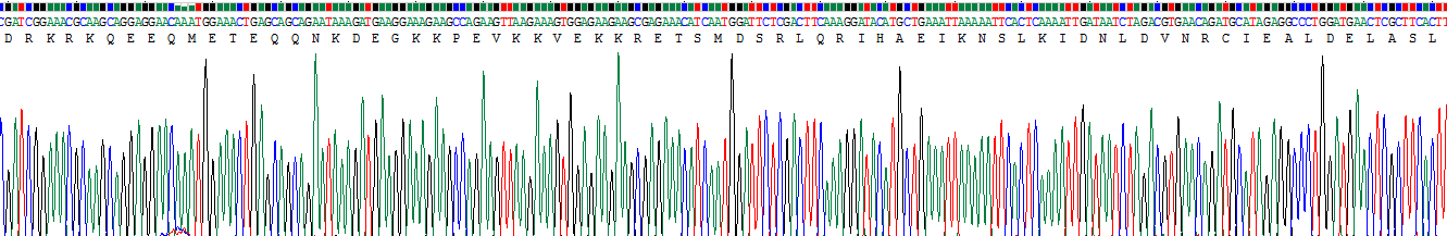 Recombinant Lens Epithelium Derived Growth Factor (LEDGF)