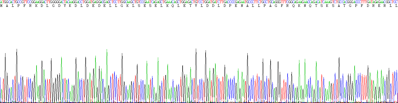 Recombinant Tropomodulin 3 (TMOD3)