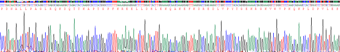 Recombinant Tropomodulin 1 (TMOD1)