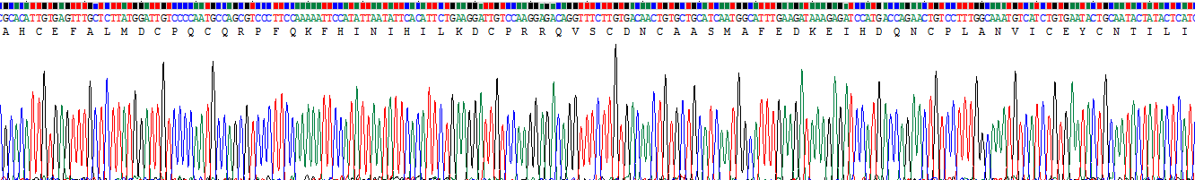 Recombinant TNF Receptor Associated Factor 6 (TRAF6)