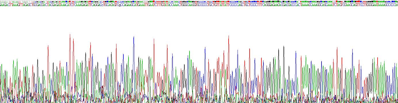 Recombinant WNK Lysine Deficient Protein Kinase 1 (WNK1)