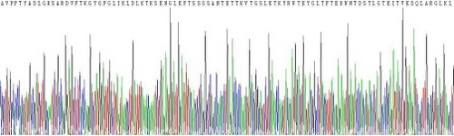 Recombinant Voltage Dependent Anion Channel Protein 1 (VDAC1)