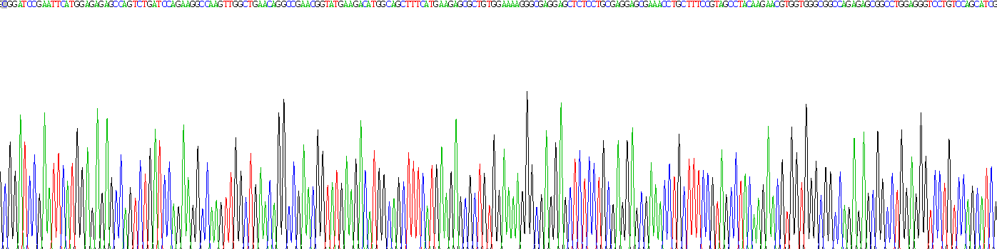 Recombinant Stratifin (SFN)