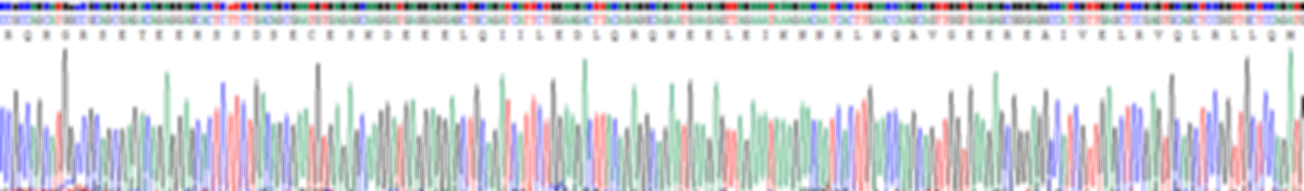 Recombinant RalA Binding Protein 1 (RALBP1)