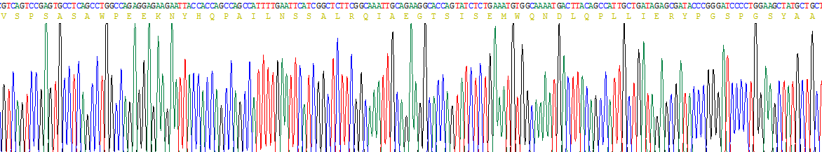 Recombinant Glutaminyl Peptide Cyclotransferase (QPCT)