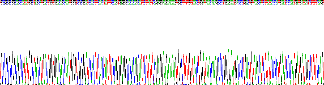 Recombinant Plastin 1 (PLS1)