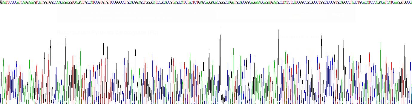 Recombinant Pyruvate Carboxylase (PC)