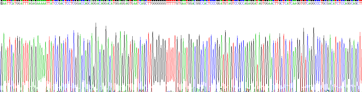 Recombinant Paired Box Gene 5 (PAX5)