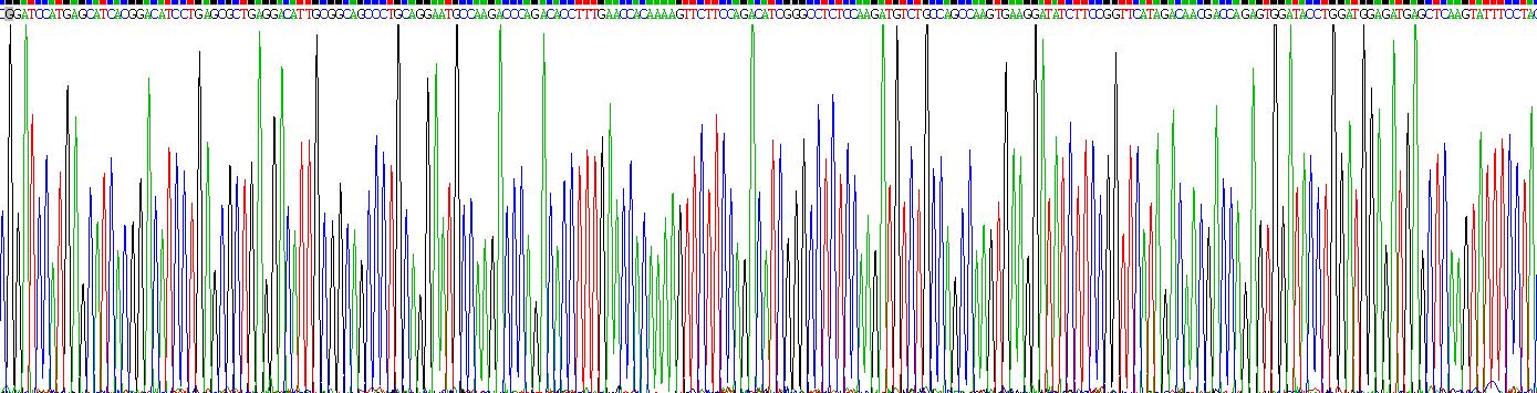 Recombinant Oncomodulin (OCM)