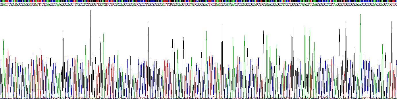 Recombinant N-Methylpurine DNA Glycosylase (MPG)