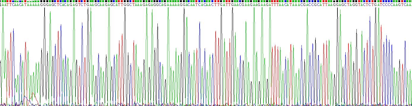 Recombinant Microphthalmia Associated Transcription Factor (MITF)