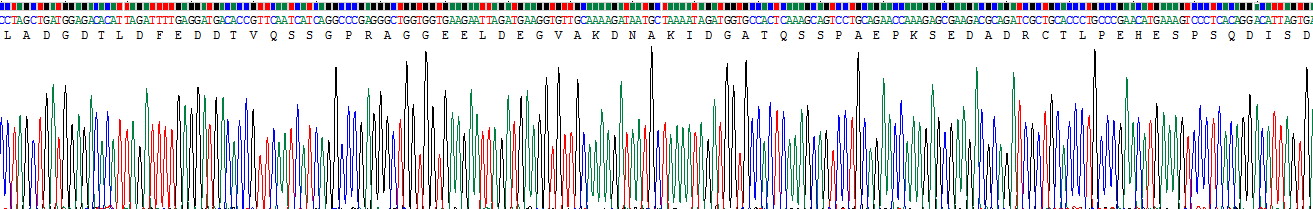 Recombinant Leucine Rich Repeat In FLII Interacting Protein 1 (LRRFIP1)