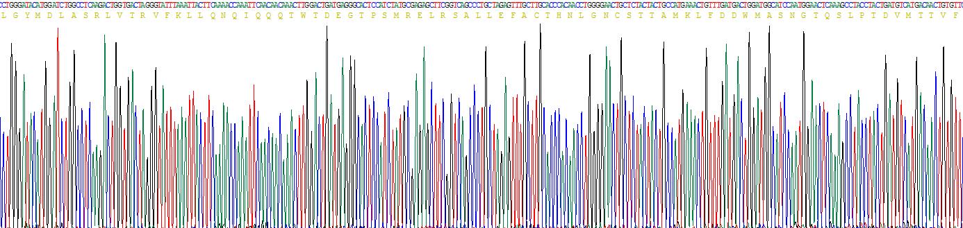 Recombinant Leucyl/Cystinyl Aminopeptidase (LNPEP)