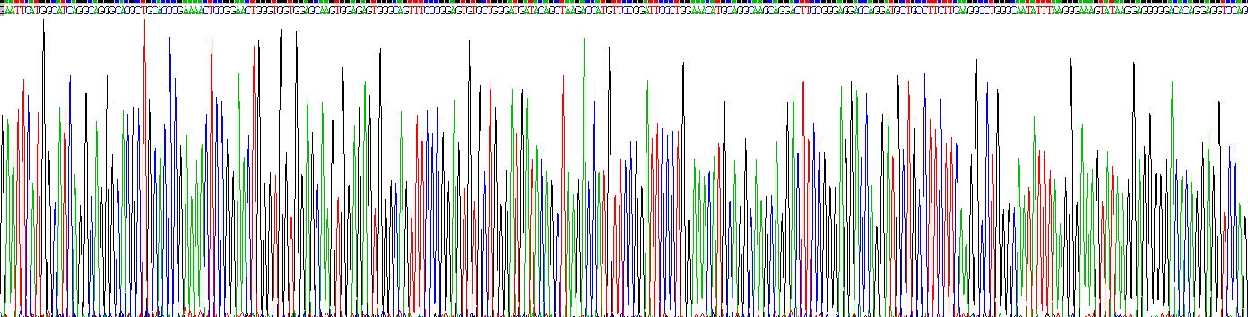 Recombinant Interferon Regulatory Factor 9 (IRF9)