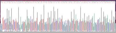 Recombinant Huntingtin (HTT)