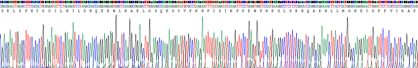 Recombinant GRB2 Related Adaptor Protein 2 (GRAP2)