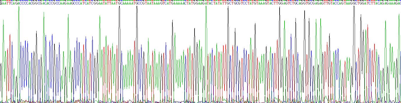 Recombinant Gamma-Glutamyl Hydrolase (gGH)