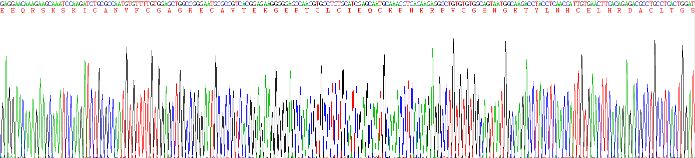 Recombinant Follistatin Like Protein 1 (FSTL1)