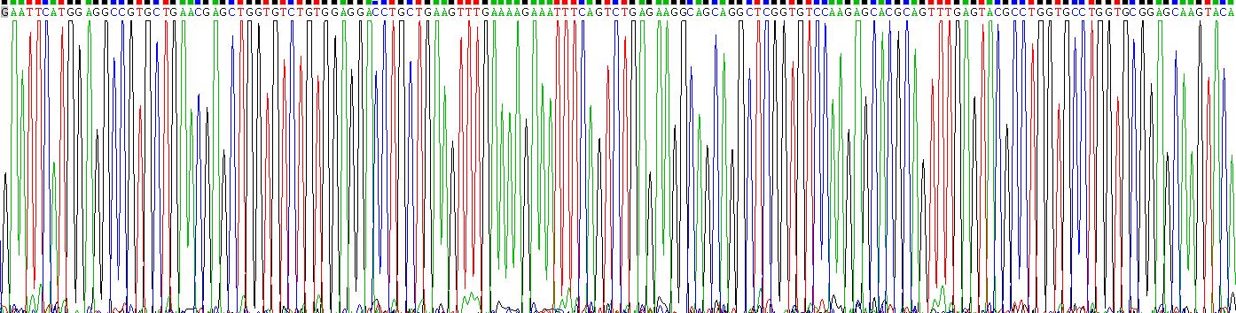 Recombinant Fission 1 (FIS1)