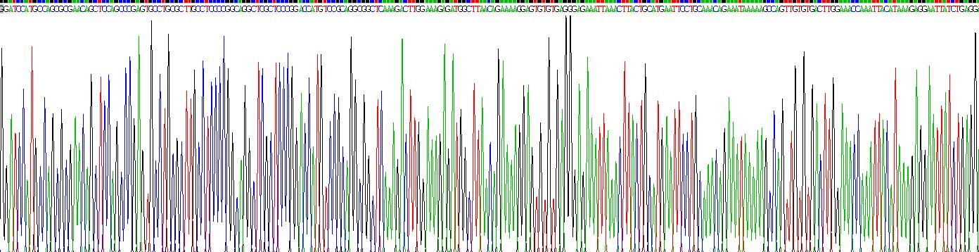 Recombinant DNA Methyltransferase 1 (DNMT1)