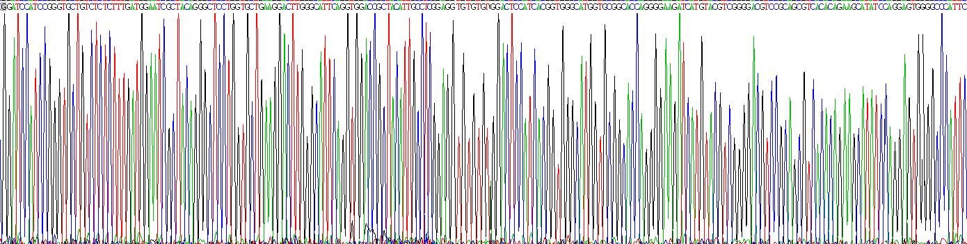 Recombinant DNA Methyltransferase 3A (DNMT3A)