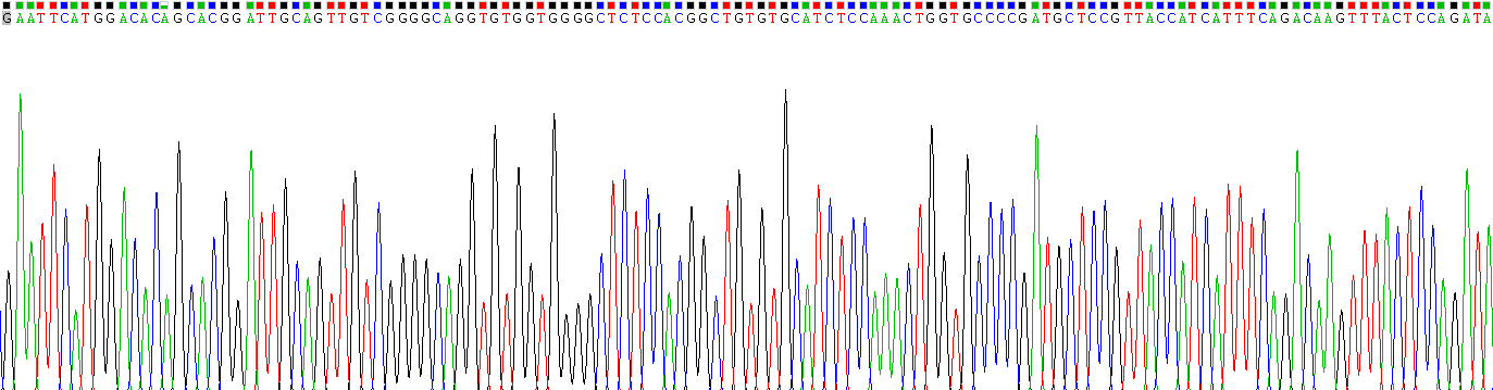 Recombinant D-Aspartate Oxidase (DDO)