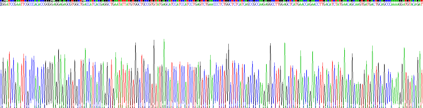 Recombinant Biotinidase (BTD)