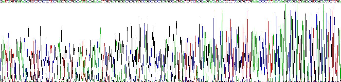 Recombinant Actin Related Protein 2/3 Complex Subunit 5 (ARPC5)