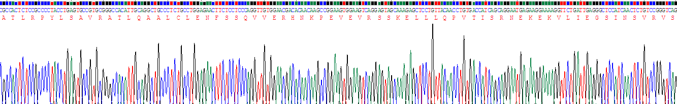 Recombinant Actin Related Protein 2/3 Complex Subunit 4 (ARPC4)