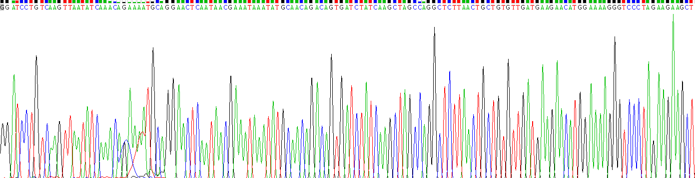 Recombinant Anillin (ANLN)