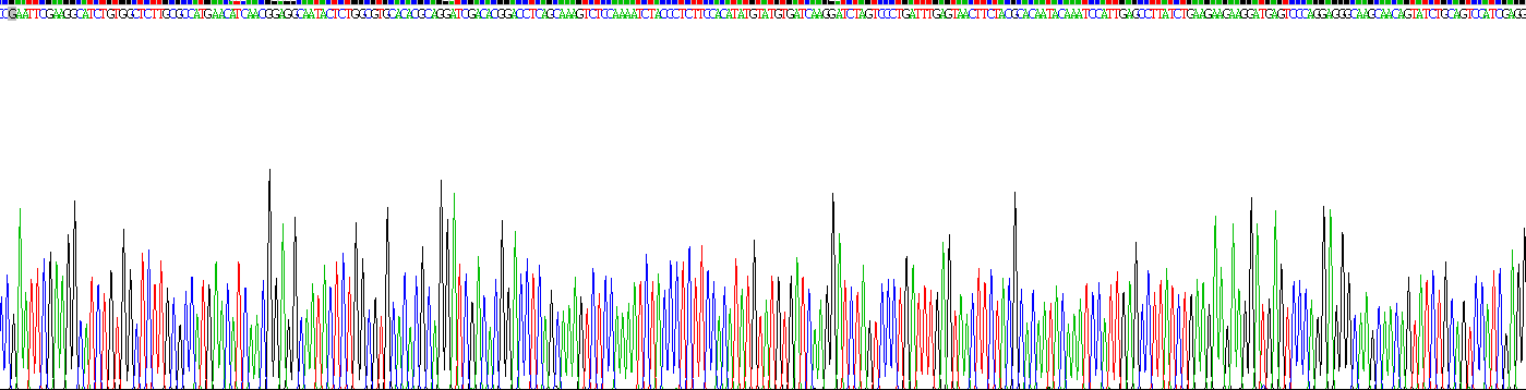 Recombinant Succinate Dehydrogenase Complex Subunit B (SDHB)