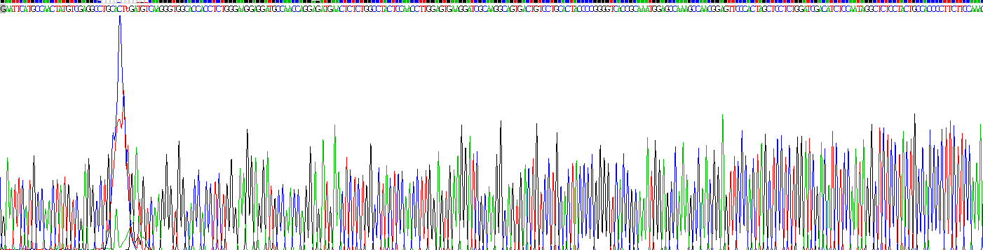 Recombinant Cbp/p300 Interacting Transactivator, With Glu/Asp Rich Carboxy Terminal Domain 1 (CITED1)