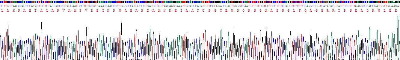 Recombinant Numb Homolog (NUMB)