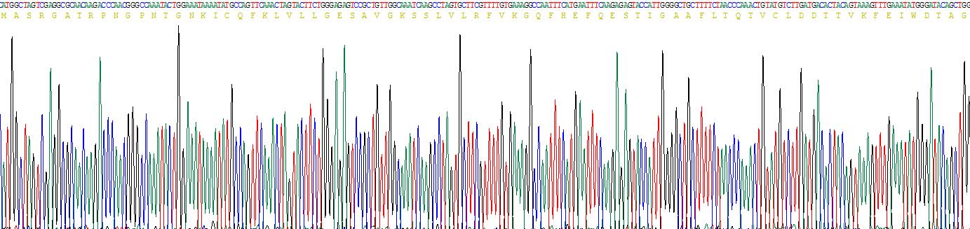 Recombinant RAB5A, Member RAS Oncogene Family (RAB5A)