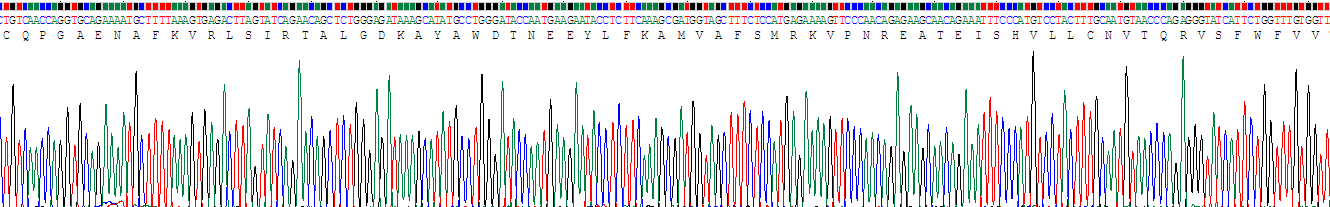 Recombinant Transmembrane Protein 27 (TMEM27)