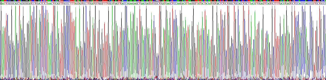 Recombinant Autophagy Related Protein 7 (ATG7)