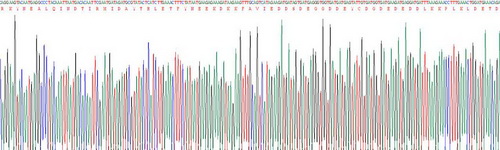 Recombinant Interferon Induced Helicase C Domain Containing Protein 1 (IFIH1)