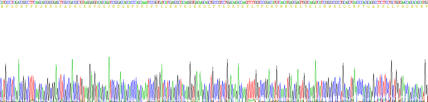 Recombinant Microtubule Associated Protein 1 Light Chain 3 Alpha (MAP1LC3a)