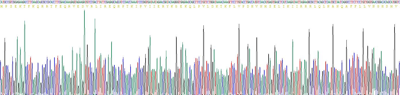 Recombinant Microtubule Associated Protein 1 Light Chain 3 Beta (MAP1LC3b)