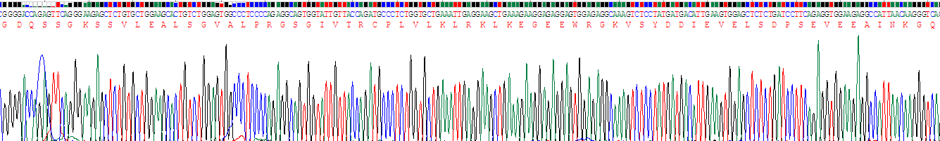 Recombinant Myxovirus Resistance 1 (MX1)