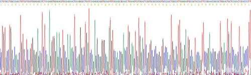 Recombinant Wingless Type MMTV Integration Site Family, Member 4 (WNT4)