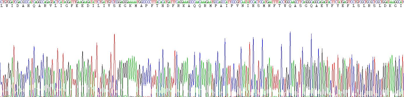 Recombinant WNT Inhibitory Factor 1 (WIF1)