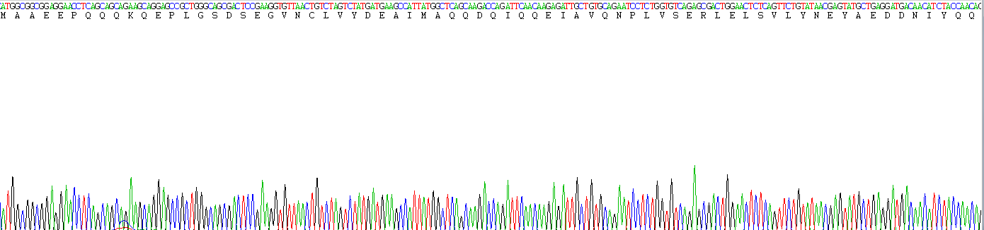 Recombinant Otubain 1 (OTUB1)