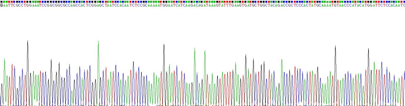 Recombinant Protein L-Isoaspartate-O-Methyltransferase (PCMT1)