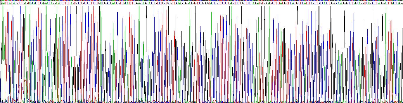 Recombinant Period Circadian Protein 1 (PER1)